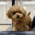 お店のワンちゃん紹介🐶