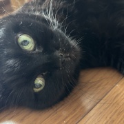 娘と私への猫の対応の違い