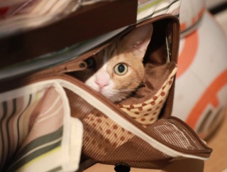 すぐ片付けて欲しい猫。