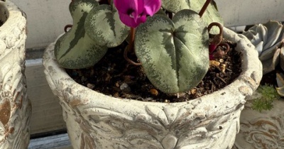 ＊原種のシクラメン開花｜母救急搬送