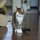 おててそろえてるとらやんと朝からついに暑くなりました(||ﾟДﾟ)(とら麦144)