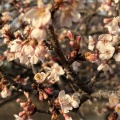 1月26日開花状況