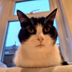 英国つれづれ日記