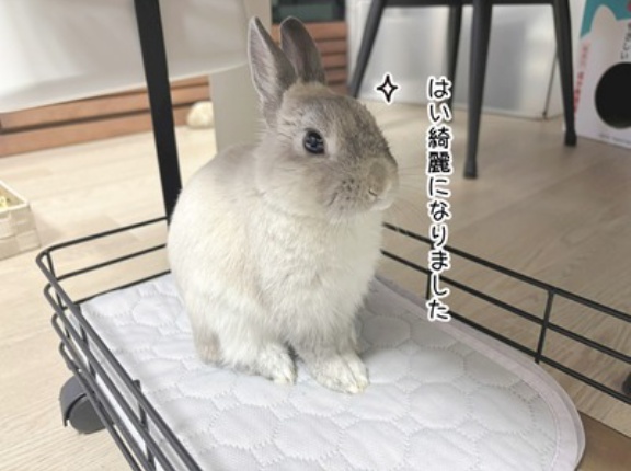 うさぎのルリ(3/8追記)