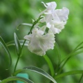 ウチョウラン　緑花交配