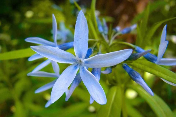 カムとキクタンの大満足時代 自生