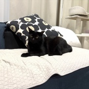 原型がなくなった猫の呼び方