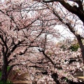 4/6(月)〝竹ヶ端運動公園〟〝集会所裏水呑川土手〟サクラ並木の散策(^.-)☆(12)