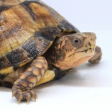 『【新入荷】キボシイシガメ、ハコガメ、ニシヘルマン来ました！』の画像