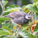 野鳥の観察を都内で