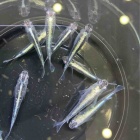 『メダカ・金魚入荷情報！』の画像