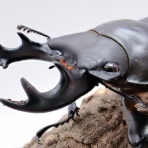 クワガタ備忘録