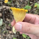 これで私もジローリアン【アンズタケ・アカハツ実食編】