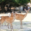 【奈良県】 奈良公園の価値を未来へ ふるさと納税型クラウドファンディングを実施します！ by PR TIMES