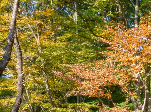 相鉄線公式Instagram「横浜で暮らす」で紹介された大和市の紅葉スポットはどこ？【やまとクイズ】