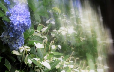 『半・イ・夏・メー・生・ジ』の画像