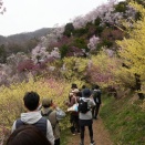 春爛漫の花見山