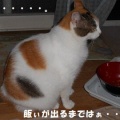 猫に小判を与えたら。 埋蔵金:千七百四拾四両 こんなで御座いましてぇ・・・。