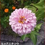 ときめき老テニス