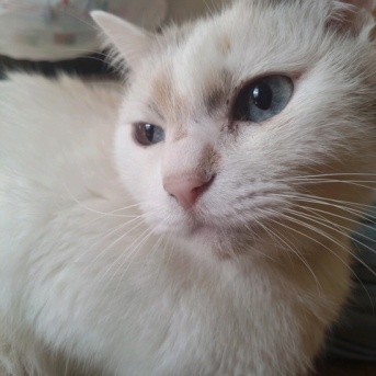 実物のﾈｺﾁｬﾝたちセカンド123