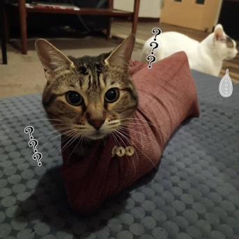 ごまちゃんとタイマン強制給餌。と、レジンでチョコプレートつくりました。