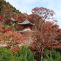 紅葉! 紅葉!!
