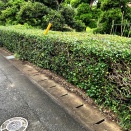 お茶の木　垣根の刈り込み
