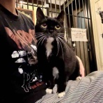 海の近くに猫と住んでる