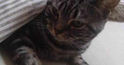 実物のﾈｺﾁｬﾝたちセカンド242