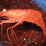 『【Akadomari】Pot trap Fishery for Nanban-ebi』の画像