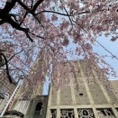 聖堂の静謐と薄紅のカーテン。お気に入りの場所で、今年も桜に魅入る至福の時
