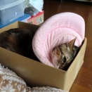 家の猫さん