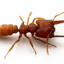 ジムカデを襲うヘラアゴハリアリ