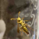 フタモンアシナガバチの第一王子旅立ち（2026/01/09）