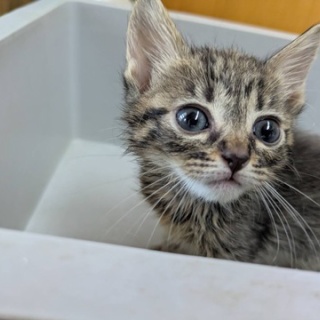 募集猫たち