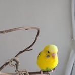 おはぎってあたし。