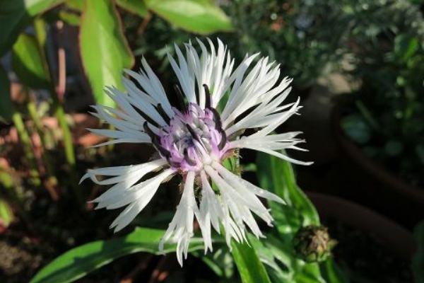 セントーレアモンタナパープルハート ミセスケイの薔薇コラム