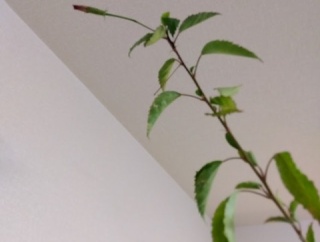 ご近所シニアで「一番元気！」な友人：大きな勘違い…