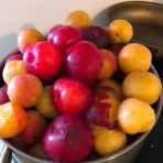 黒プーの林檎日記