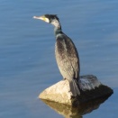 カワウ2026その2