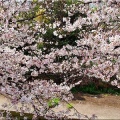 4/6(月)〝竹ヶ端運動公園〟〝集会所裏水呑川土手〟サクラ並木の散策(^.-)☆(12)