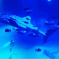 王子さまとベイエリア
