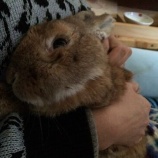 『2020年、元旦の娘』の画像