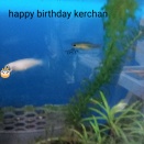 今日はキーちゃんの誕生日