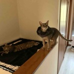 銃🐈‍⬛猫たちと家族の記録
