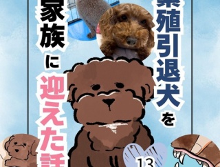 繁殖引退犬を家族に迎えた話13