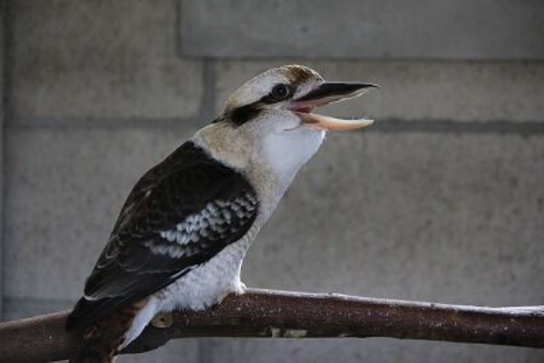 天王寺動物園スタッフブログ ワライカワセミ