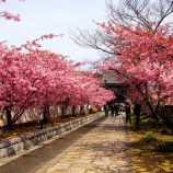 『2026.3『妙林寺』参道沿いの河津桜が見頃❷/岡山市北区三門』の画像