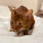 おうちごはんとおかしとねこ