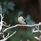 ２年ぶりのウソ